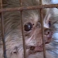 Here’s Billy, the Abused Dog Rescued from a Puppy Mill – Video