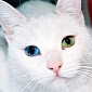 Heterochromia – Why Your Pets Have Different Colored Eyes