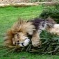 Hilarious Photo Shows Lion Cuddling with a Christmas Tree