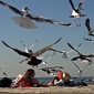 Hitchcock Angry, Crazy Bird Prank Scares Beachgoers – Video