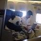 Hoax Picture of a Baby Panda Flying Business Class Goes Viral