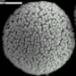 Hollow Gold Nanospheres Are Now Possible
