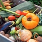 Home Grown Vegetables Found to Be Contaminated