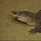 Homeowners Find 7-Foot (2.1-Meter) Gator in Ohio Basement