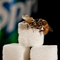Honeybee Research May Reveal Critical Data on Metabolic Disorders