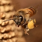 Honeybees Exhibit Signs of Pessimism