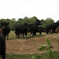 Hoover 'Massage' and Cow Poop Are Key Elements in Fighting Desertification