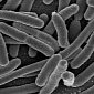 Horizontal Gene Transfer Widespread Among Bacteria