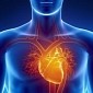 Hormone Helps Regrow Damaged Heart Tissue