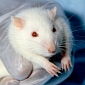 Hormone Therapy May Prevent Cortical Aging in Rats