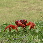 Hormones Make Spectacular Red Crab Migration Possible