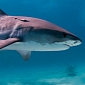 Horrific Treatment of Sharks Witnessed by Sea Shepherd Crew in Western Australia