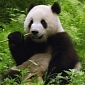 Horses in China Found to Be Stealing Pandas' Food