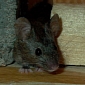 House Mice Evolve Resistance to Common Poison