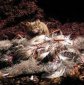 House Mice, Terrible Killers of Swan-Sized Birds
