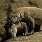 Household Chores Cause Female Komodo Dragons to Die at a Young Age