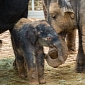 Houston Zoo Welcomes Baby Asian Elephant