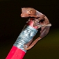 Houston Zoo Welcomes Really Tiny Gecko