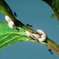 How Ants Avoid Inbreeding, Despite Incest