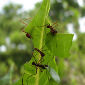 How Ants Tend to Their Gardens