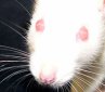 How Are Whiskers Used for Orientation?