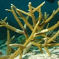 How Bacteria Figure Out When Corals Are Vulnerable