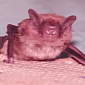 How Bats Stay on Target Despite Obstacles