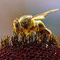 How Bees Mummify Beetles