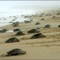 How Can Marine Turtles Always Return to the Same Sex Beach?