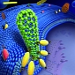 How Carbon Nanotubes Affect Living Cells