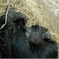 How Chimps Deal with Death