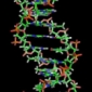 How DNA Strands Combine in the Double-Helix