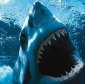How Dangerous Is the Great White Shark's Bite?