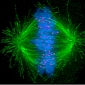 How Daughter Cells Form During Cell Division