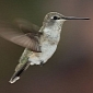 How Hummingbirds Keep Flying Even in Storms