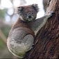 How Koalas Bring That Super-Bass Sound