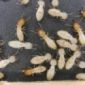 How Lesser Termites Eavesdrop on Stronger Ones