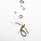 How Mosquitoes Fly in the Rain [Video]