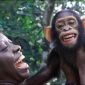 How Much DNA Do We Share with the Chimps?