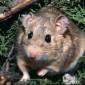 How Rats Evolved to Survive Natural Poison