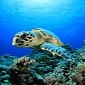 How Sea Shepherd Volunteers Helped Save 3,600 Baby Turtles