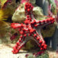 How Starfish Avoid Overheating