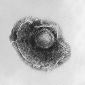 How T Cells Form Memories of Viruses