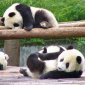 How to Save the Pandas