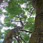 How Trees Stay Green While Coping with Poor Light