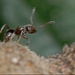 How Trees Use Ants to Defend Themselves During Droughts