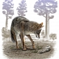 How Wolves, Coyotes Adapted to the Last Ice Age