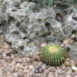 How a Cactus Grows Through a Solid Rock