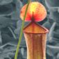 How Carnivorous Plants Catch Insects