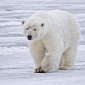 How the Polar Bear Emerged